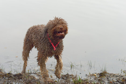 Close-up photo of a cute and wet Lagotto Romagnolo Italian water dog (truffle dog) playing by the lakeshore