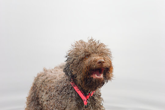 Portrait of an adorable Lagotto Romagnolo Italian water dog (truffle dog) with a lake in the blurry background