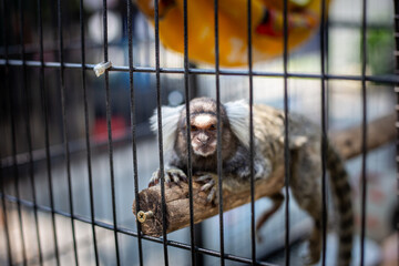 selective focus Common Marmoset - white ear small monkey in a cage Adorable, cute, adorable A sad,...