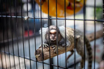 Foto auf Alu-Dibond selective focus Common Marmoset - white ear small monkey in a cage Adorable, cute, adorable A sad, funny-eyed monkey who wants to live a free life. © Core