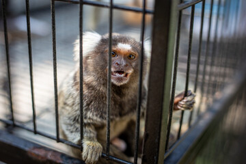 selective focus Common Marmoset - white ear small monkey in a cage Adorable, cute, adorable A sad, funny-eyed monkey who wants to live a free life.