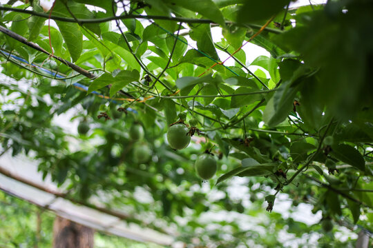 selective focus green passion fruit wrapped on a tree In the green passion fruit garden