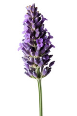 Obraz premium lavender flowers poster background