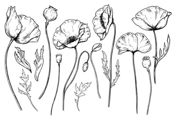 Poppy flowers vintage vector sketch drawing set