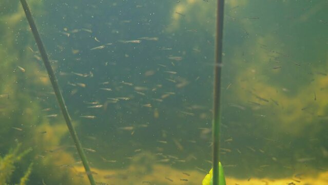 School of roach fry swimming