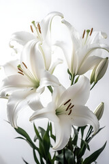 lily flowers poster background