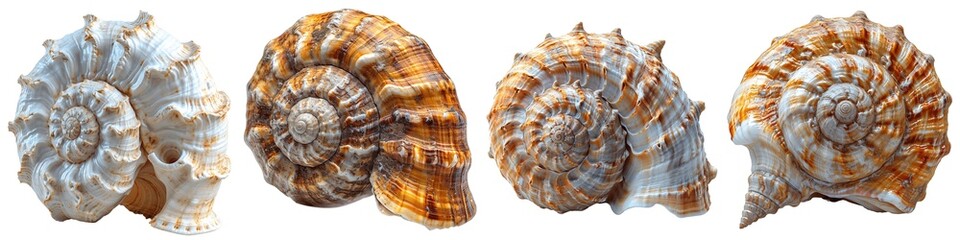 Collection of spiral shells isolated on transparent background