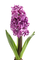 Fototapeta premium Beautiful purple hyacinth flower with bulb on white background