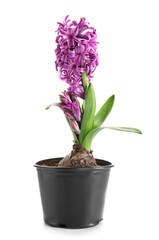 Naklejka na ściany i meble Beautiful purple hyacinth flower in pot on white background