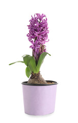 Naklejka na ściany i meble Beautiful purple hyacinth flower with bulb in pot on white background