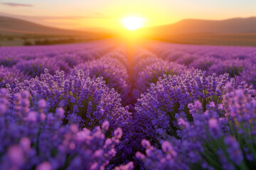 Sunset Over Vibrant Lavender Fields.