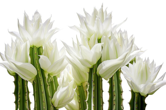 Whispers of White: A Serene Gathering of Delicate Flowers. On a Clear PNG or White Background.
