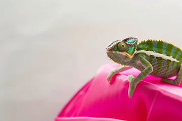Fotobehang chameleon on a neon pink clutch bag against white backdrop © studioworkstock