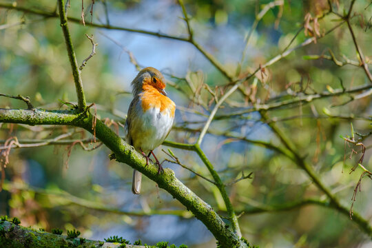 The great tit (Parus major) is a passerine bird in the tit family Paridae. Wildlife scene from nature.