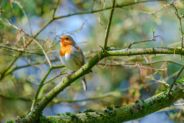 The great tit (Parus major) is a passerine bird in the tit family Paridae. Wildlife scene from nature.