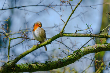 The great tit (Parus major) is a passerine bird in the tit family Paridae. Wildlife scene from nature.