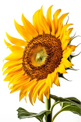 sunflower flowers poster background