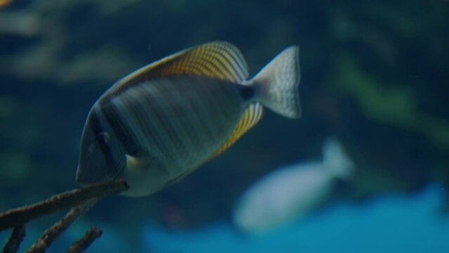 Closeup on zebrasoma fish swimming in aquarium. Sailfin tang fish in pacific ocean. Marine life concept