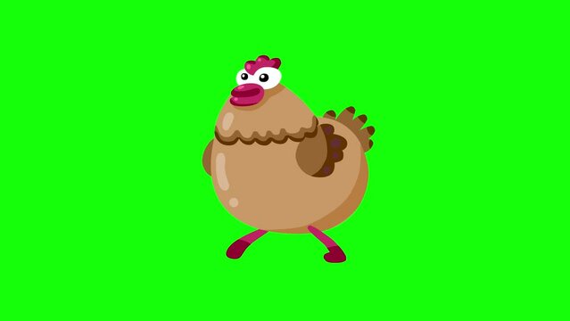 Cartoon hen walking and sitting greenbox isolated. Farm animal loop good for any project.