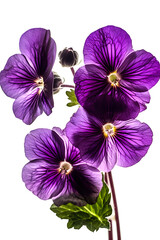 violet flowers poster background