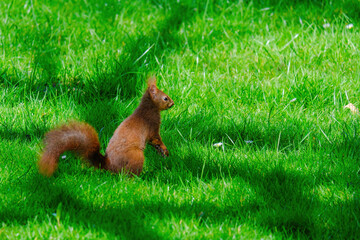 cute young squirrel playing on green meadow at park