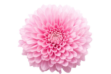 Blooming Elegance: A Pink Flower on a White Canvas. On a Clear PNG or White Background.