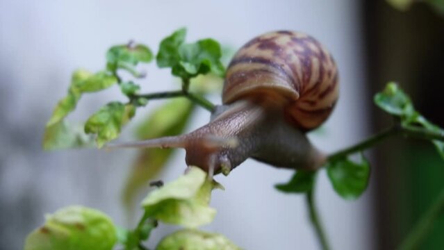 Snail on Plant: Close-up Nature Observation