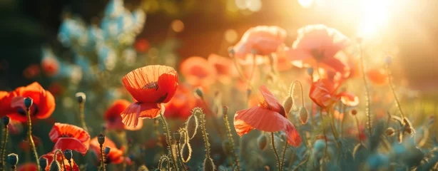 Poster Glowing Dusk: Vibrant Poppy Field Illuminated by Setting Sun's Embrace - Generative AI © Gelpi