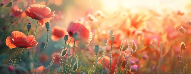 Fototapeten Glowing Dusk: Vibrant Poppy Field Illuminated by Setting Sun's Embrace - Generative AI © Gelpi