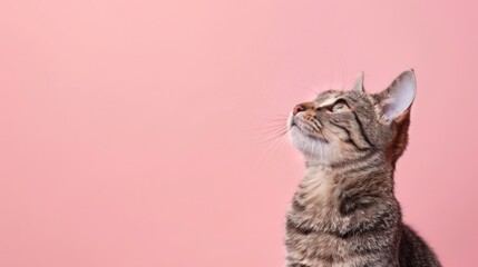 Contemplative Gray Tabby Kitten Against Soft Pink Backdrop Generative AI