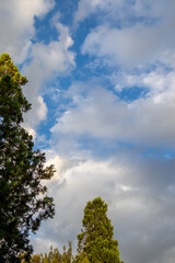 Obraz premium Landscape in vertical format with trees, white clouds and blue sky for background use