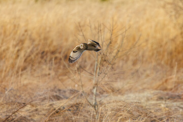 夕暮れに狩りのために葦原を飛翔する美しいコミミズク（フクロウ科）。

日本国埼玉県、荒川河川敷にて。
2024年3月23日撮影。

Beautiful Short-eard Owl (Asio flammeus, family comprising owls) in flight to hunt of a reed bed in twilight.

At Arakawa riverbed, Sa