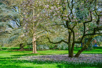 Fototapeta na wymiar Blossoming Tree in Spring. Spring time in nature