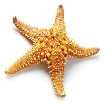 Caribbean Starfish Isolated on White Background. Marine Life from Tropical Holidays