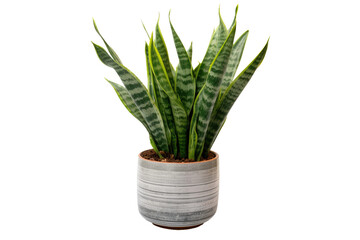 Verdant Oasis: A Lush Green Plant Thrives in a Potted Haven. On a Clear PNG or White Background.