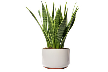 A Verdant Oasis: Lush Green Plant Thrives in Pure White Pot. On a Clear PNG or White Background.