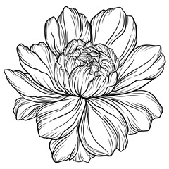 Peony flower outline illustration, Freehand sketching flower, Black and white with line art illustration.