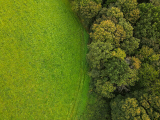 View from above of tree tops in the forest 
