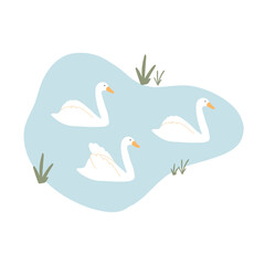 Beautiful swans swim on the lake. Vector illustration of swans on a pond. Hand drawn illustration in flat style.