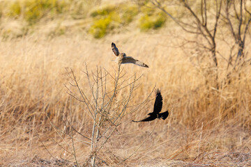 夕暮れに飛翔しながらカラスと戦う美しいコミミズク（フクロウ科）。

日本国埼玉県、荒川河川敷にて。
2024年3月23日撮影。

A beautiful Short-eard Owl (Asio flammeus, family comprising owls) and Jungle Crow in flight for fighting in twilight.

At Arakawa rive