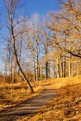 Fototapeta premium Winding road in Bjorno nature reserve, Stockholm - Sweden