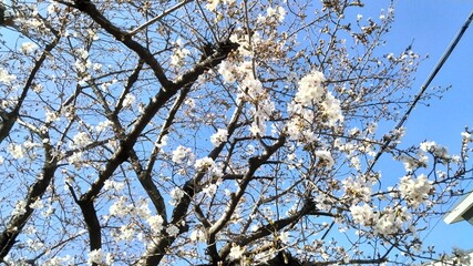 Sakura, starting to bloom, Japan's representative flower