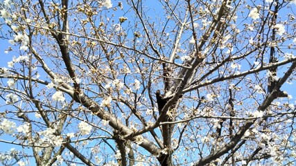 Sakura, starting to bloom, Japan's representative flower
