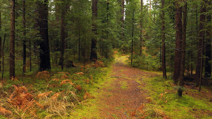 Magic green red empty forest path.