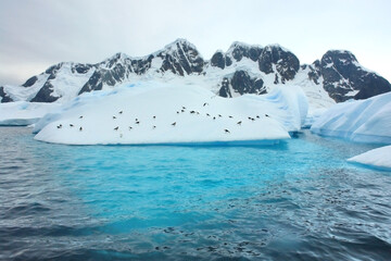 Iceberg on Antarctica with birds