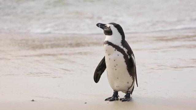 One little African penguin on sandy beach coming out of water. Spheniscus demersus or jackass penguin. Colony on Boulders Beach Nature Reserve in Simon's Town in South Africa. Wildlife nature birds