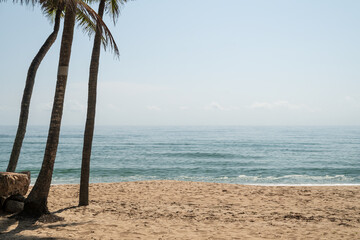 Coconut tree on a tropical island with beautiful beach