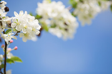 White apple tree flowers on a branch on a sunny day against a blue sky