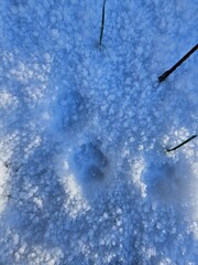 Paw print in snow with ice