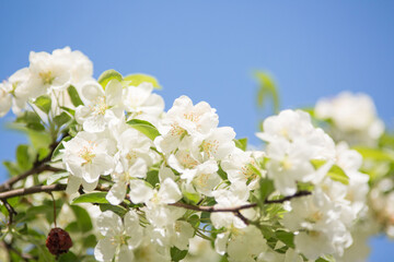 White apple tree flowers on a branch on a sunny day against a blue sky